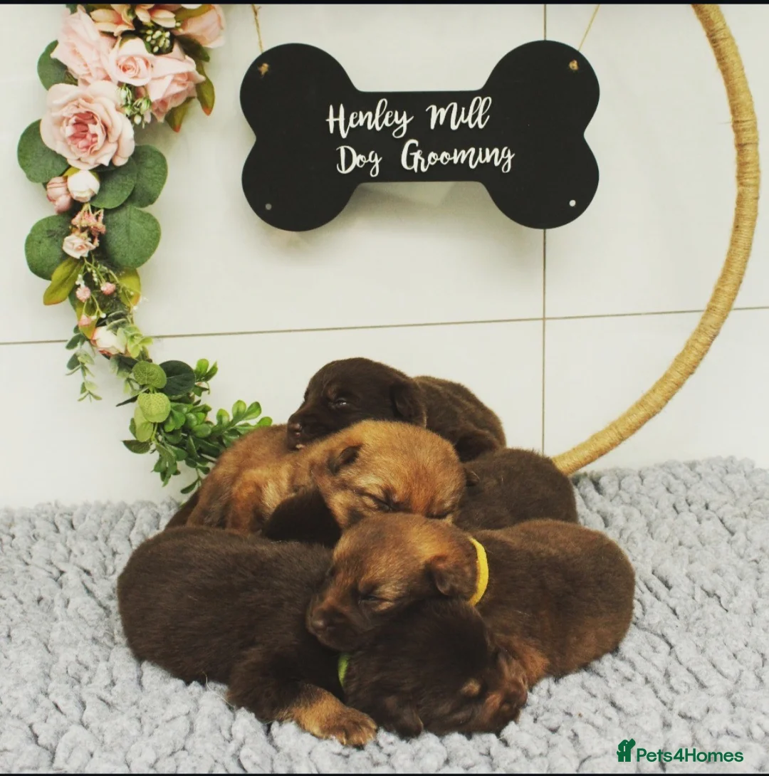 German Shepherd dogs for sale: 🐶❤️KC health tested gsd babies 🐶❤️ - Advert 2
