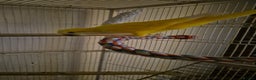 Parakeets birds for sale: Lutino quaker with fullsetup - Advert 5