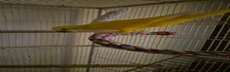 Parakeets birds for sale: Lutino quaker with fullsetup - Advert 5