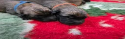 Belgian Shepherd Dog dogs for sale: KC registered Belgian Shepherd Malinois Puppies - Advert 9