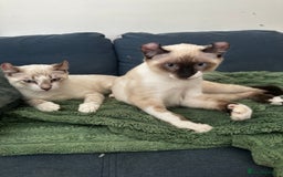 Sphynx cats for sale: Sphynx Brothers  - Image 6