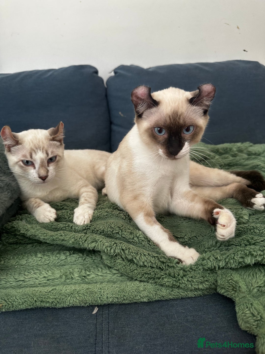 Sphynx cats for sale: Sphynx Brothers  - Image 6