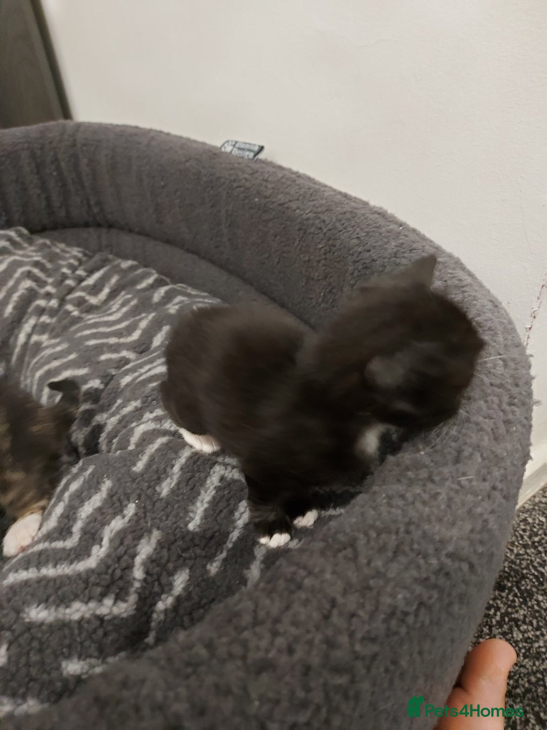 British Shorthair cats for sale: Kittens for Sale (two tabby and two tuxedo kitten) - Advert 9