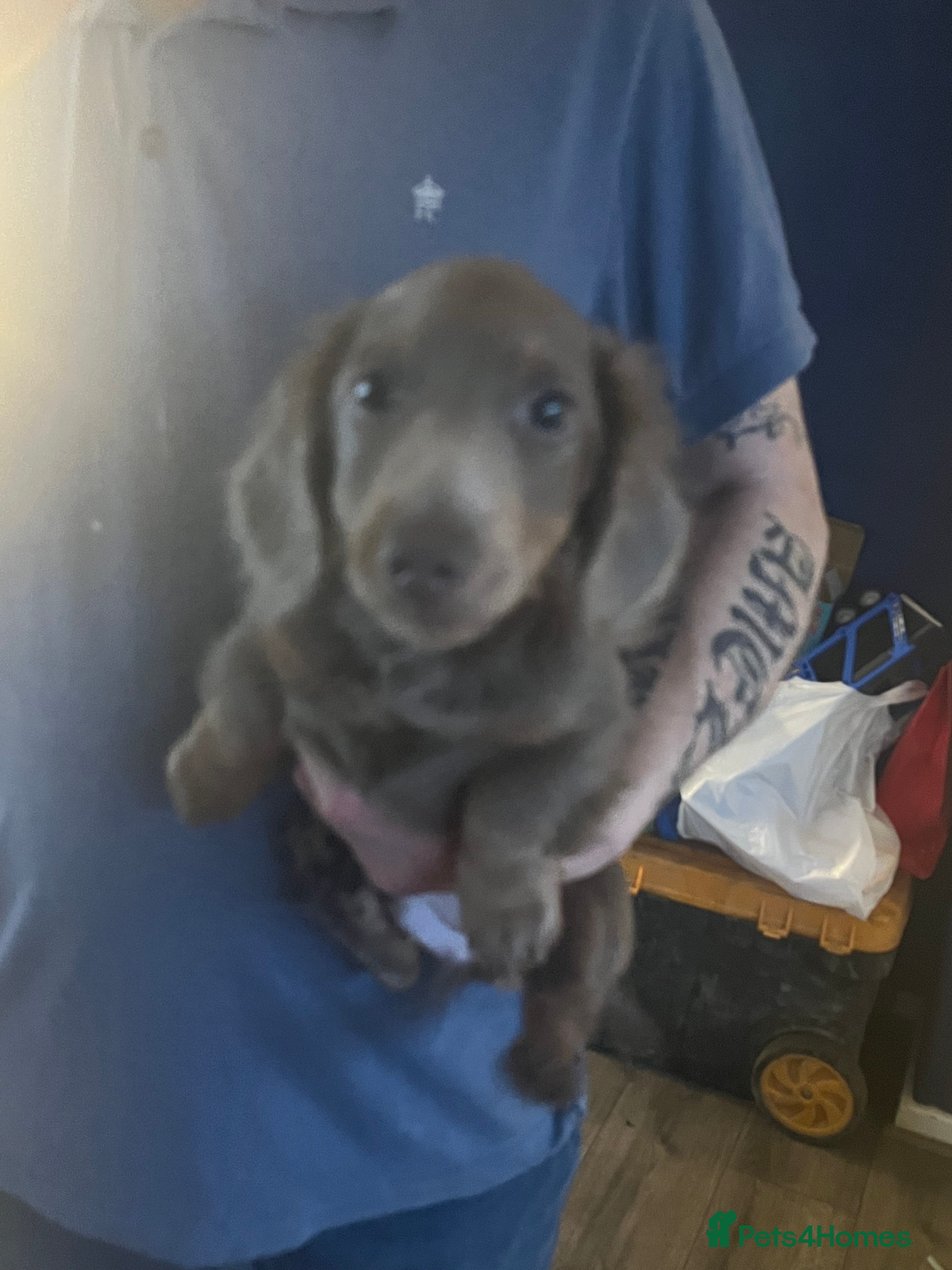 Dachshund dogs Miniature dachshund  - Advert 6