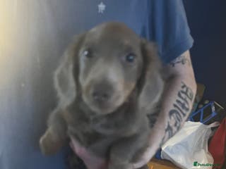 Dachshund dogs Miniature dachshund - Advert 6