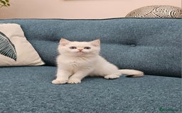 Scottish Fold cats for sale: Excellent Scottish straight kittens  - Image 34