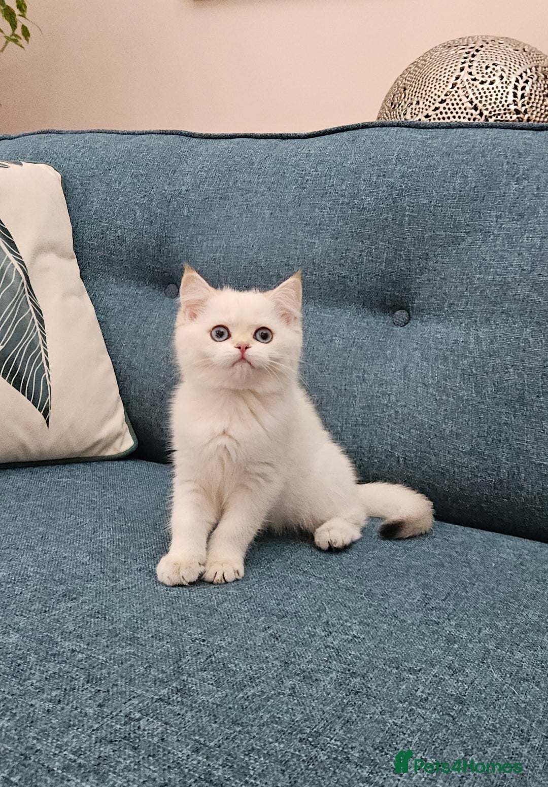 Scottish Fold cats for sale: Excellent Scottish straight kittens  - Image 34