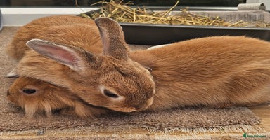 Lionhead rabbits - Advert 9
