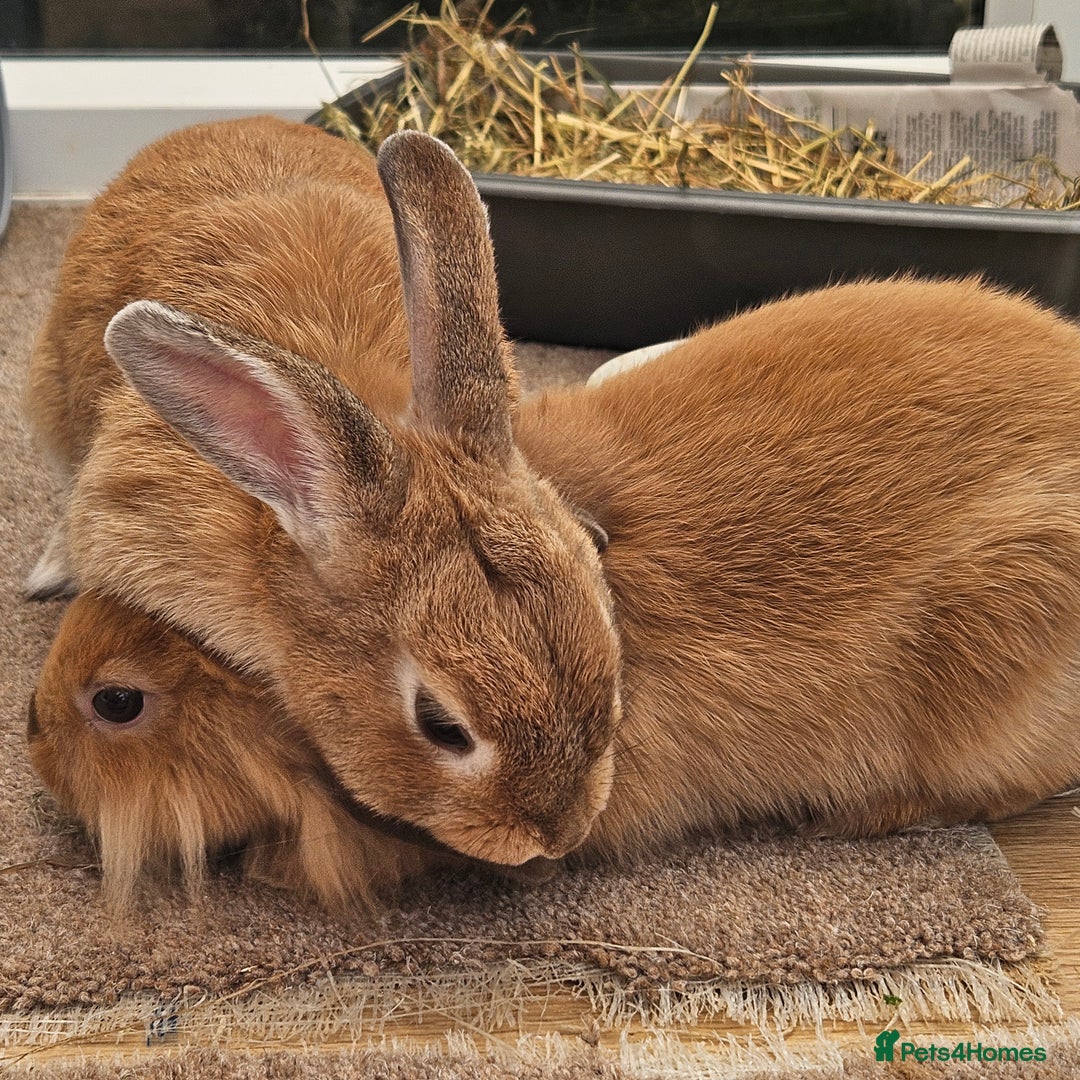 Lionhead rabbits for sale: Minni rex X lionhead bunnies - Image 2