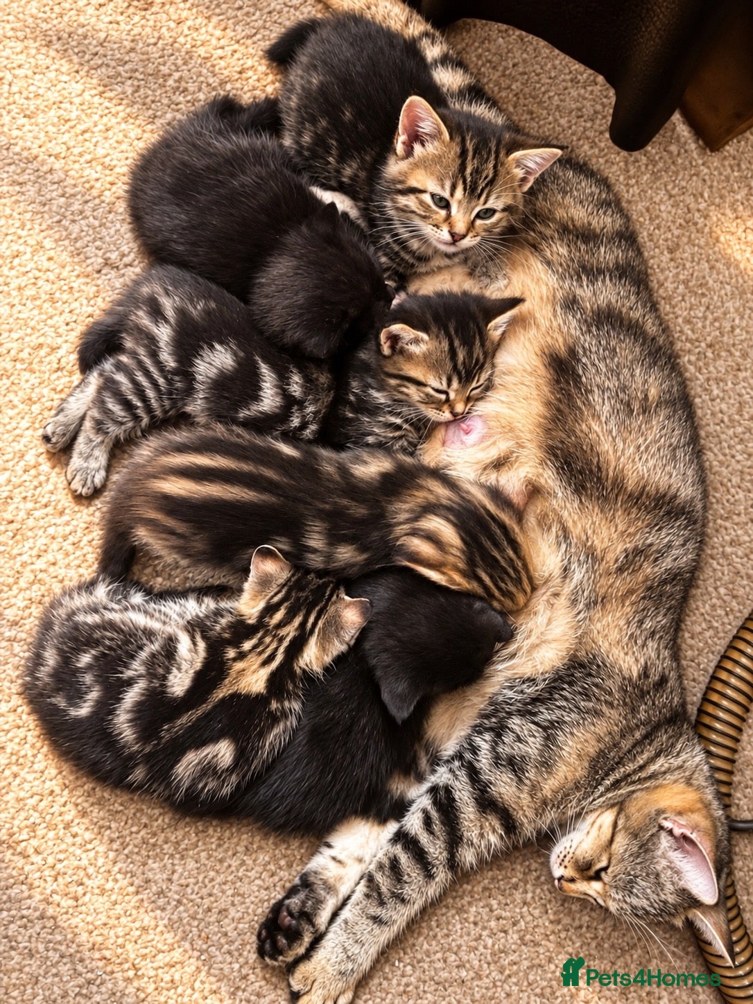 Mixed Breed cats Adorable kittens 4 tabbies and 2 black  - Advert 12