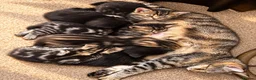 Mixed Breed cats for sale: Adorable kittens 4 tabbies and 2 black  in Harlow - Advert 1
