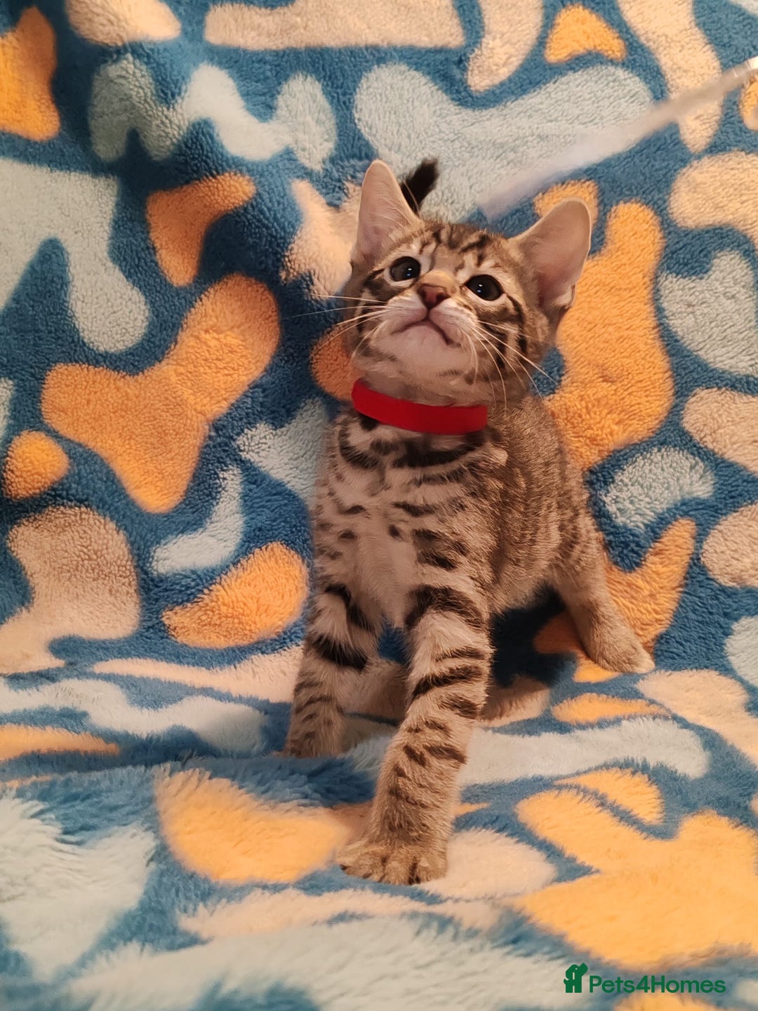 Bengal cats for sale: Bengal mix kittens for sale - Image 3