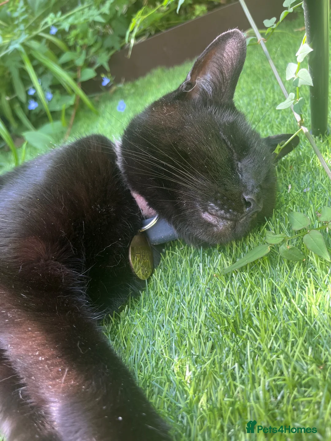 Mixed Breed cats for sale: Henrietta (Hen/Henri) - Advert 5