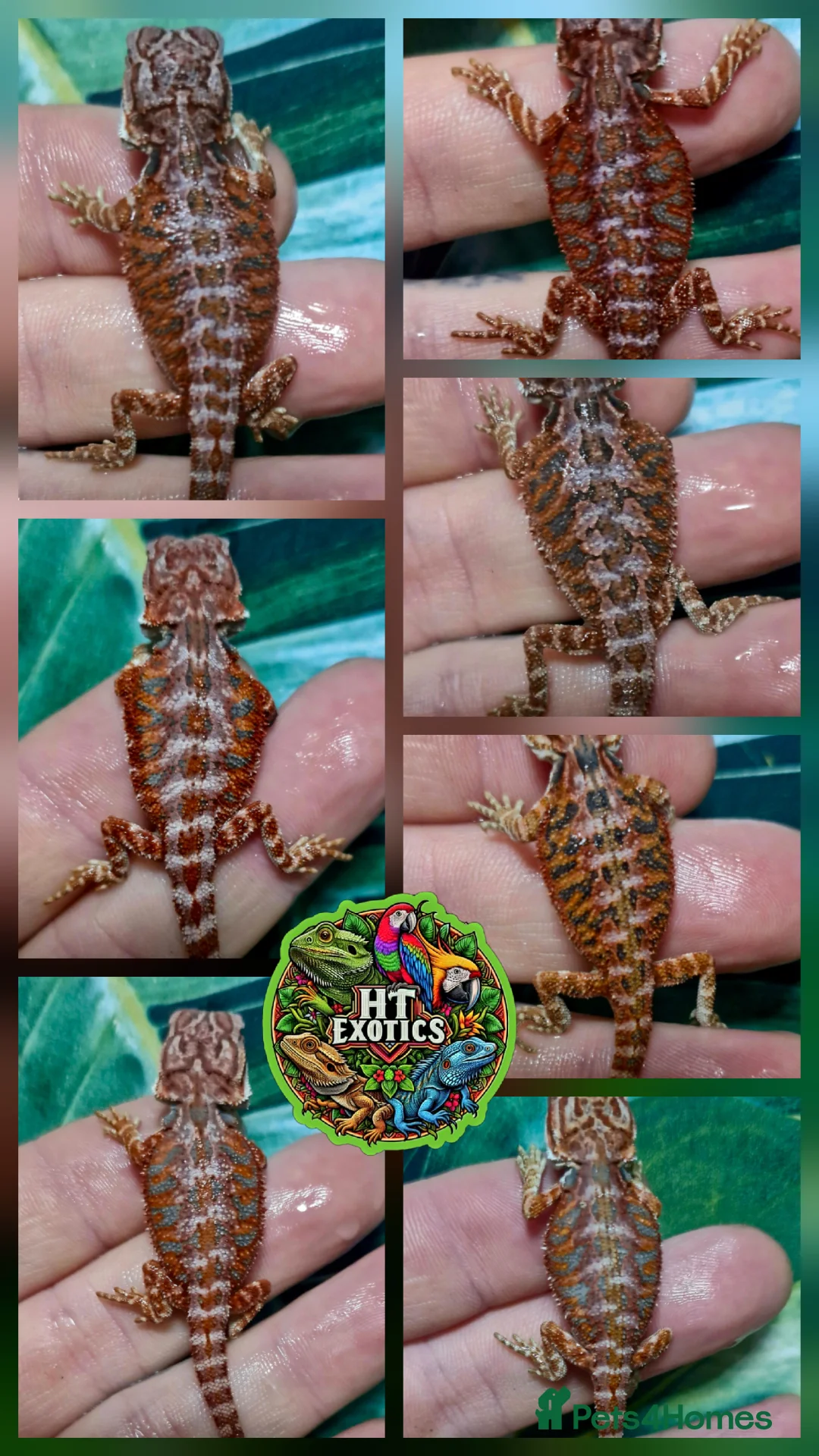 Bearded Dragon reptiles for sale: Bearded dragon Holdback release at HT exotics! - Advert 2