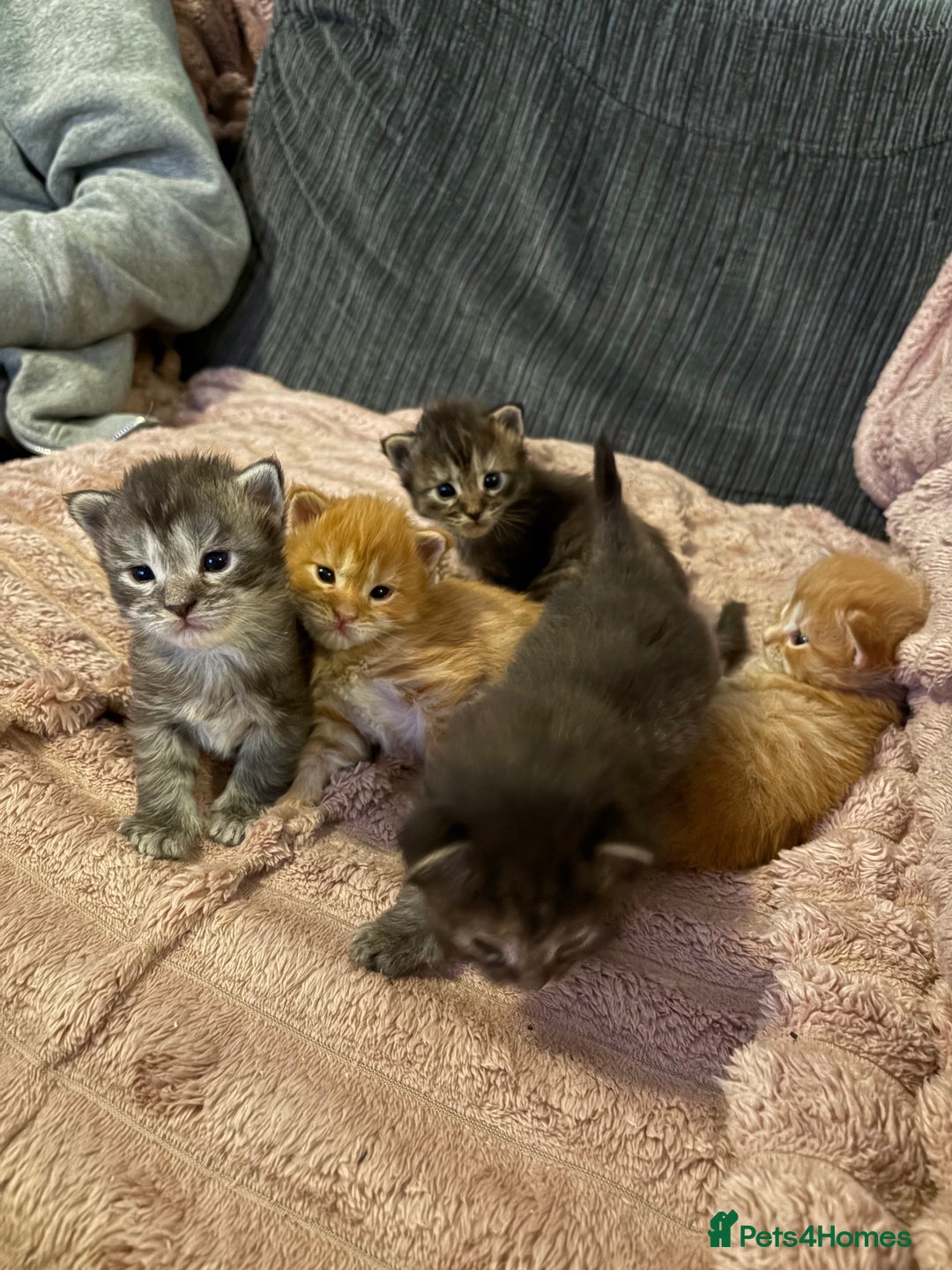 Maine Coon cats for sale: TICA registered Maine coon kittens rare red girl  - Advert 6