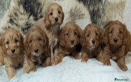 Cockapoo dogs for sale: Beautiful F1 Cockapoo puppies DNA clear  - Image 18