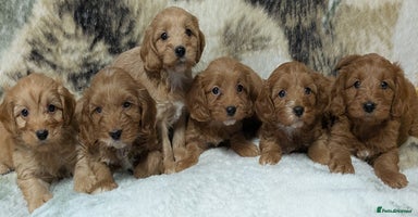 Cockapoo dogs - Advert 1