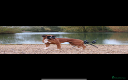 Boxer dogs for sale: KC Reg Female Ready for her new home - Image 4