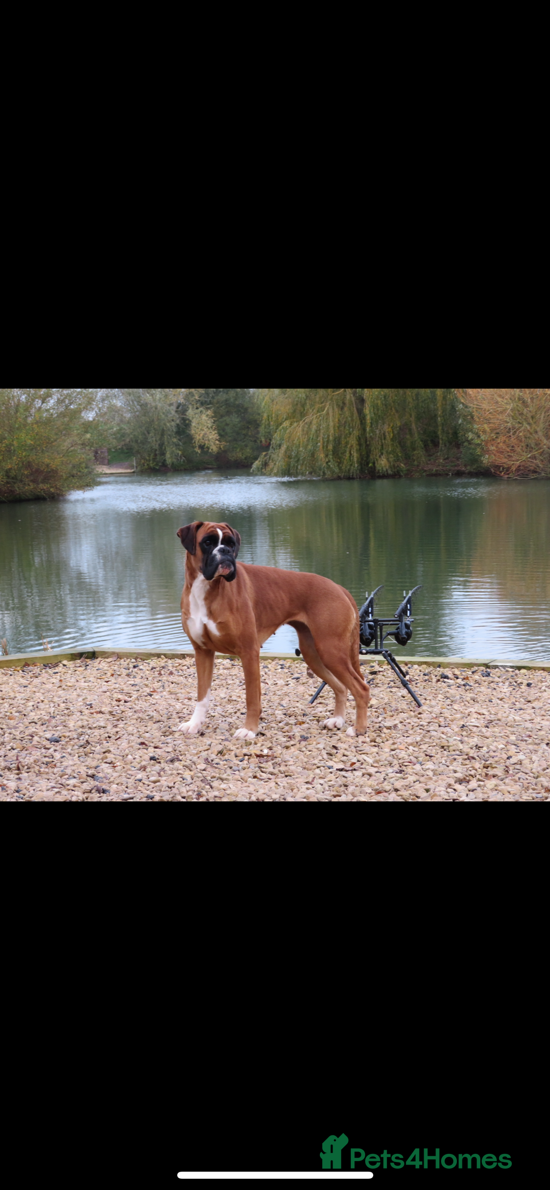 Boxer dogs for sale: KC Reg Female Ready for her new home - Image 4