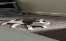 Domestic Shorthair cats for sale: Gorgeous boy for rehoming - Image 7