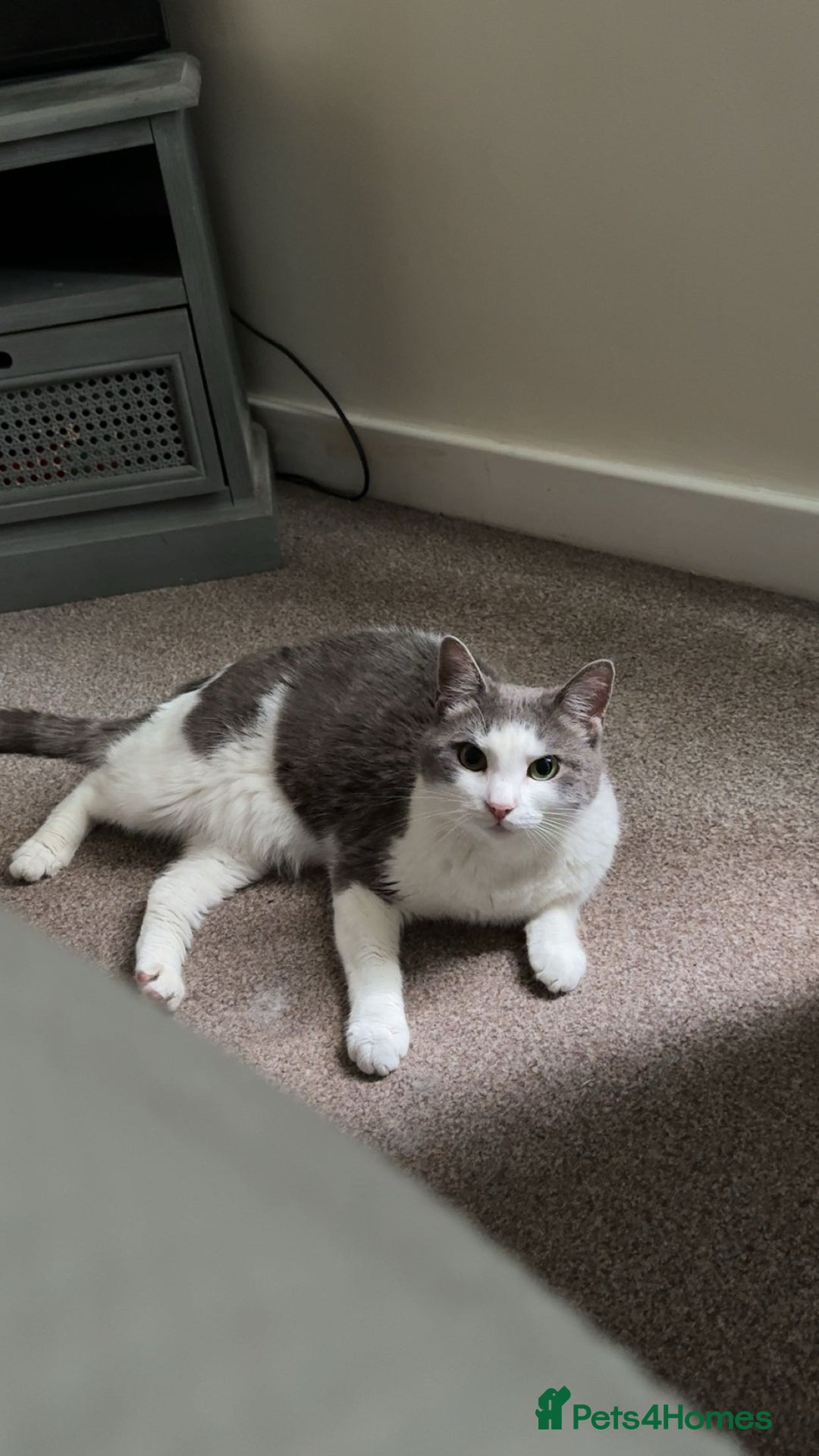 Domestic Shorthair cats for sale: Gorgeous boy for rehoming - Image 7