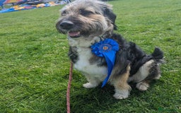 Mixed Breed dogs for adoption: MEET BELLA - Advert 1