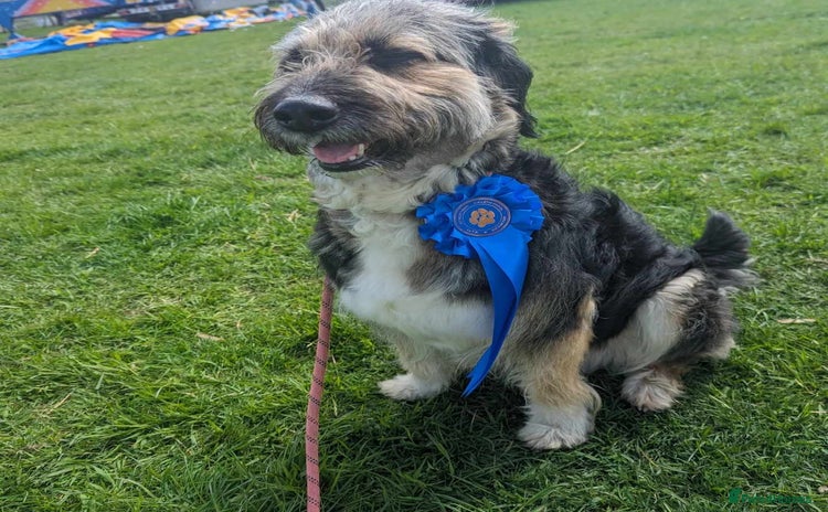 Mixed Breed dogs MEET BELLA - Advert 1