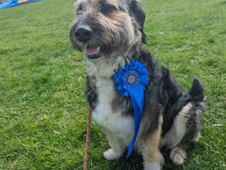 Mixed Breed dogs MEET BELLA - Advert 1