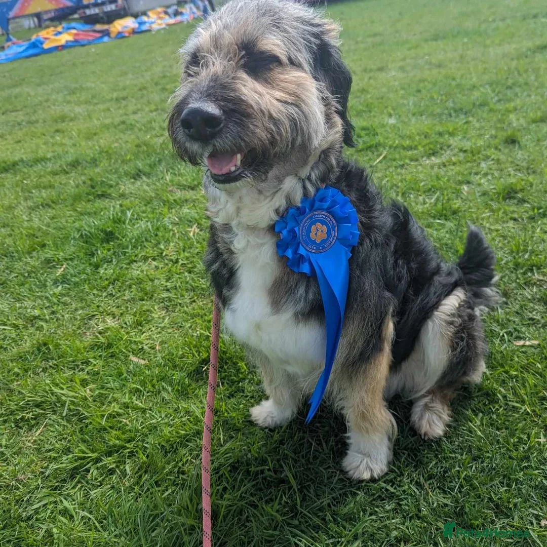 Mixed Breed dogs for adoption: MEET BELLA - Advert 2