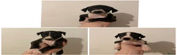 Italian Greyhound dogs for sale: Italian greyhound pups  - Advert 18