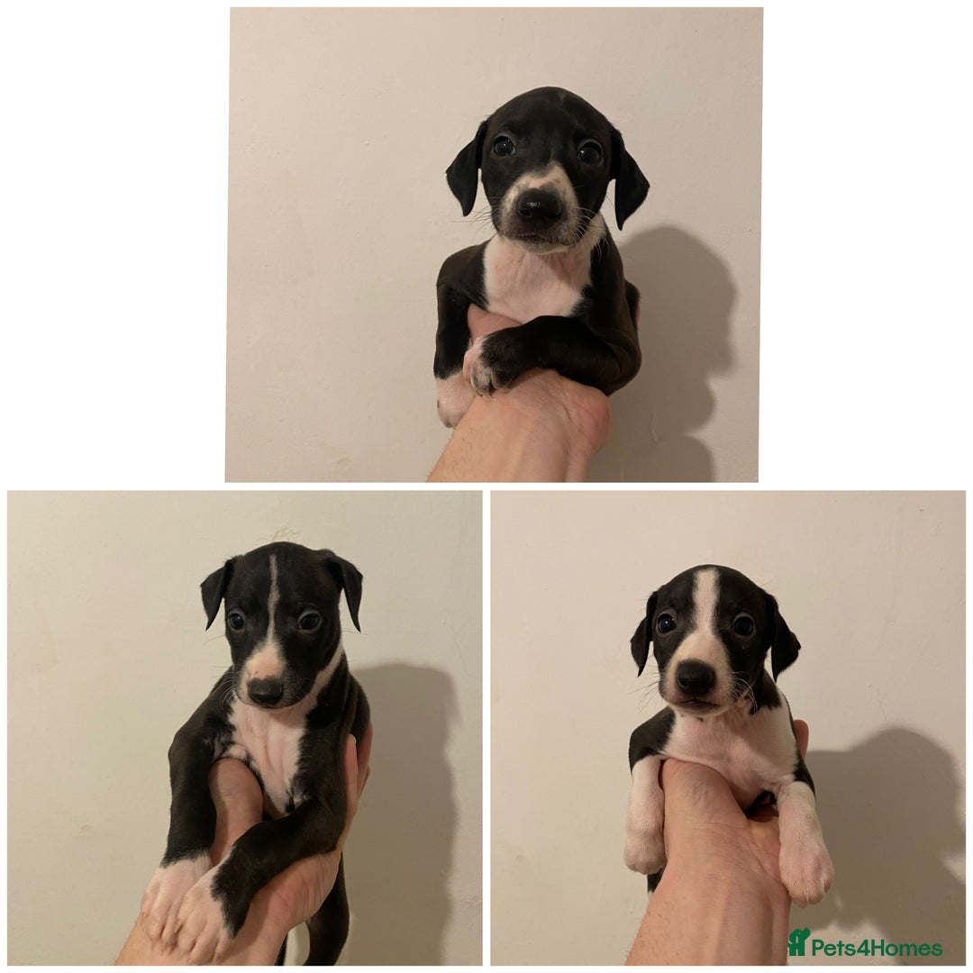 Italian Greyhound dogs for sale: Italian greyhound pups  - Advert 18