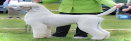 Standard Poodle dogs for stud: KC Cream Standard Poodle - Advert 4