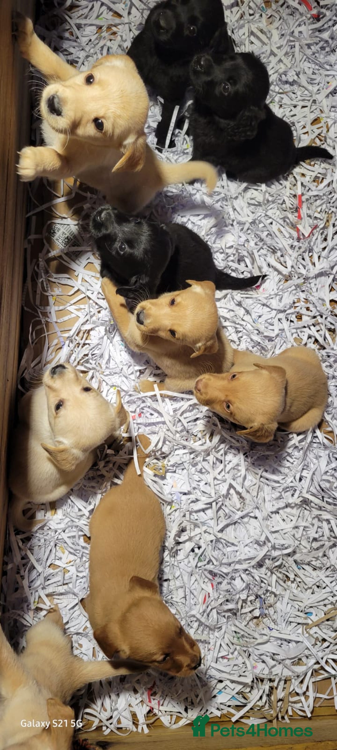 Labradoodle dogs for sale: F1b labradoodle,  back cross to a labrador - Image 14