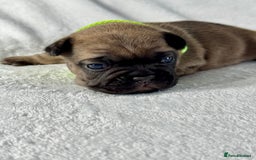 French Bulldog dogs for sale: Four beautiful healthy female French Bulldogs - Image 4