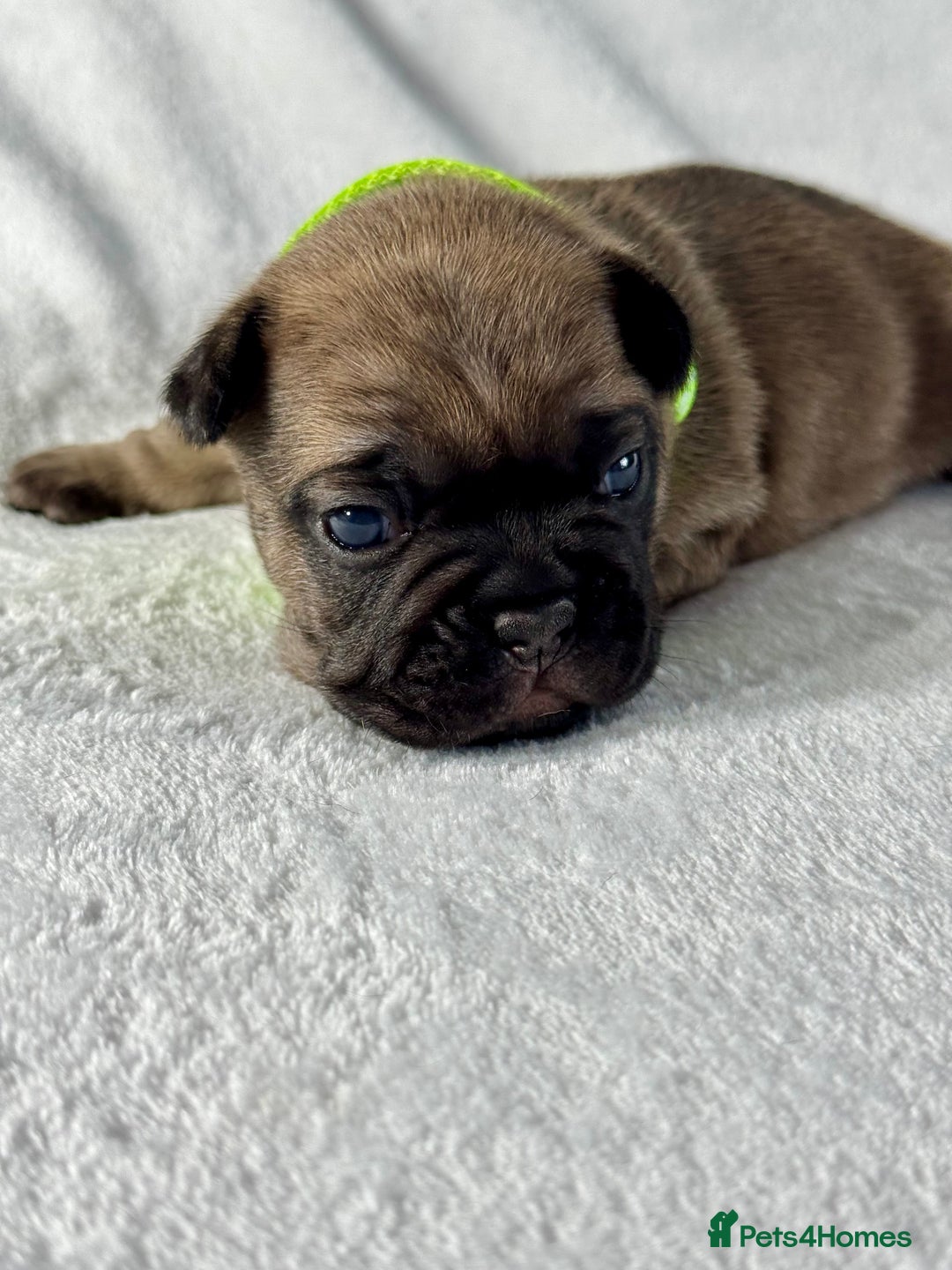 French Bulldog dogs for sale: Four beautiful healthy female French Bulldogs - Image 4