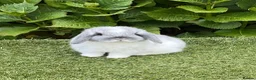 Mini Lop rabbits for sale: Pure bred mini lops baby rabbits  - Advert 20