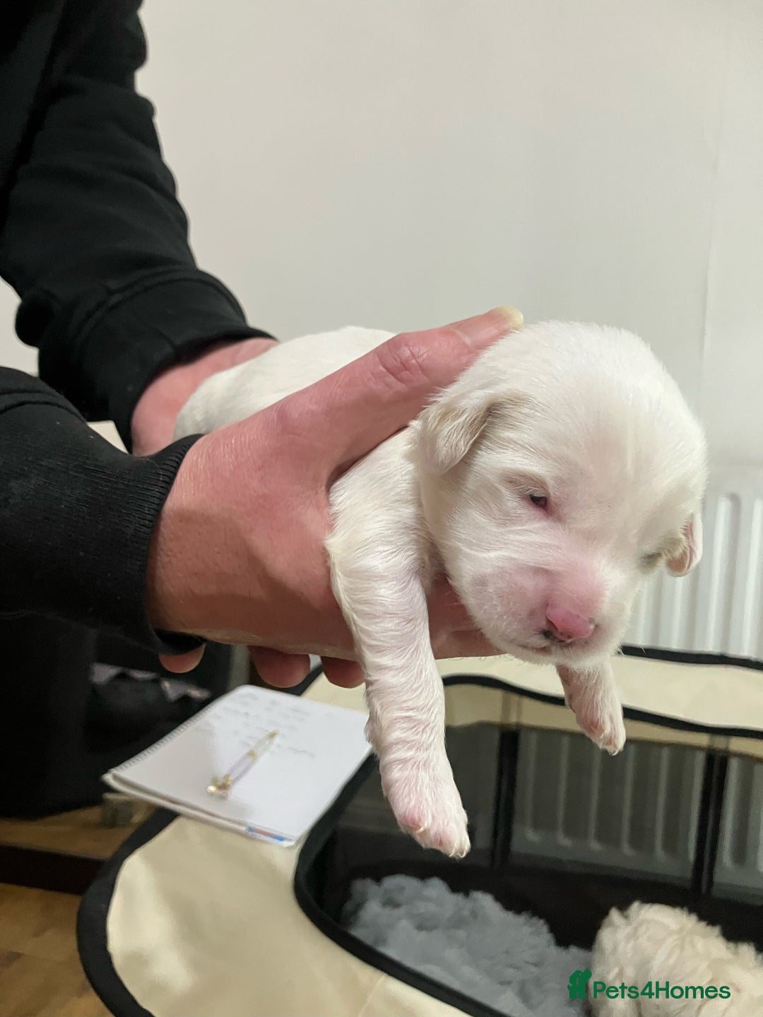 Tibetan Terrier dogs for sale: Tibetan Terrier puppies for sale - Advert 11