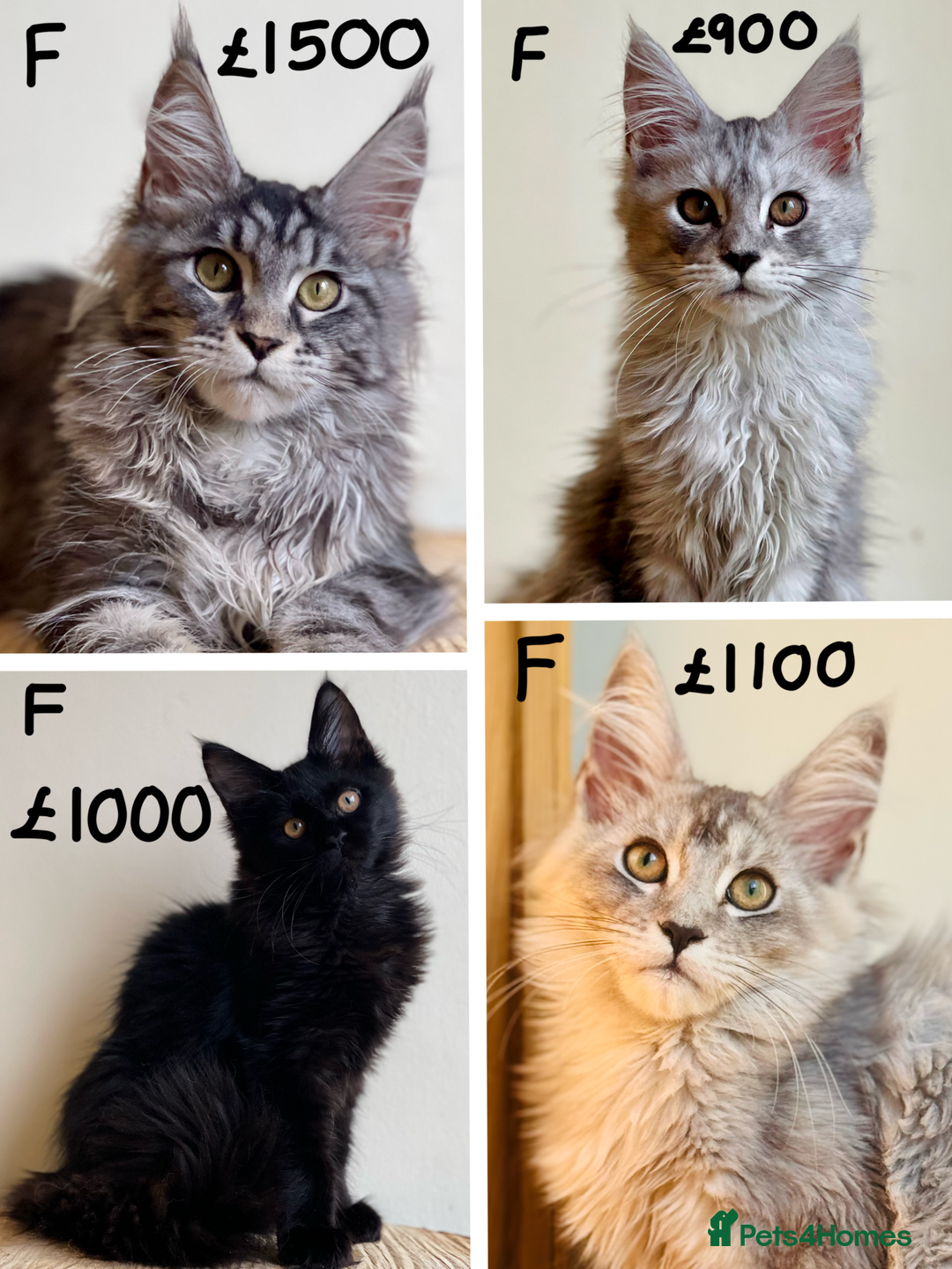 Maine Coon cats for sale: Beautiful pure bread Maine Coon kittens - Image 2