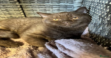 British Shorthair cats - Advert 9