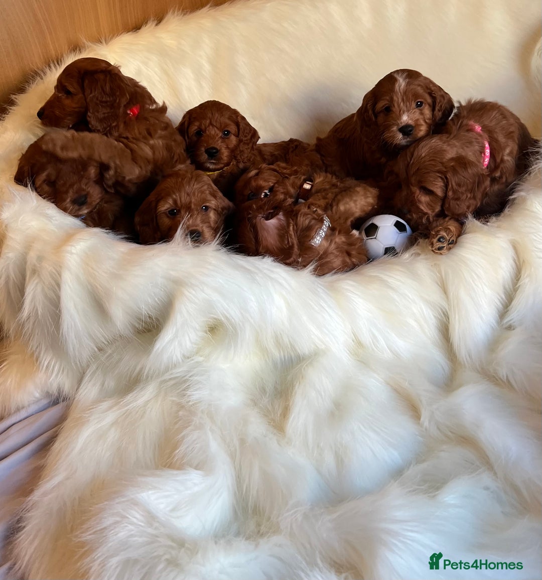 Cockapoo dogs for sale: LAST GIRL!!!!! F1 Cockapoo Puppies!!! - Advert 4