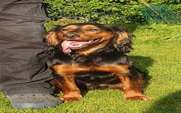Cocker Spaniel dogs for sale: Gamekeeper bred Working Cocker Spaniels - Image 12