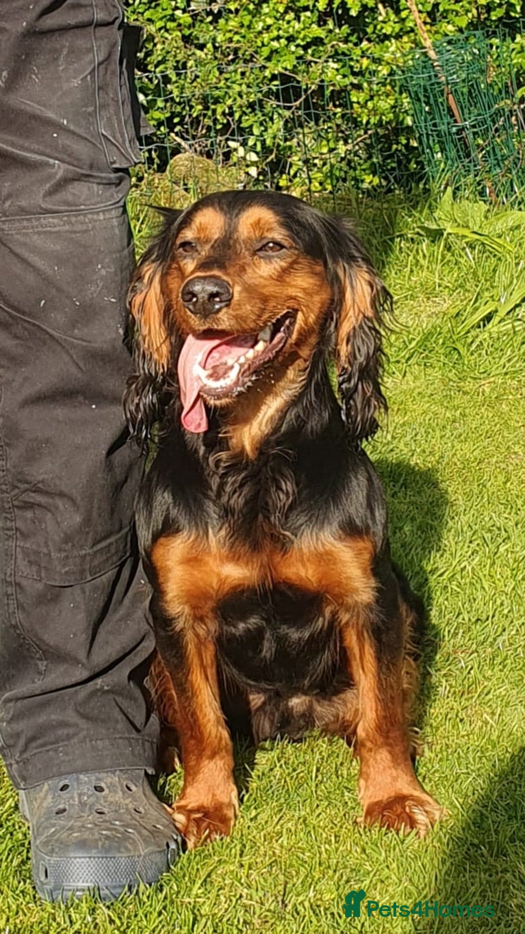 Cocker Spaniel dogs for sale: Gamekeeper bred Working Cocker Spaniels - Image 12