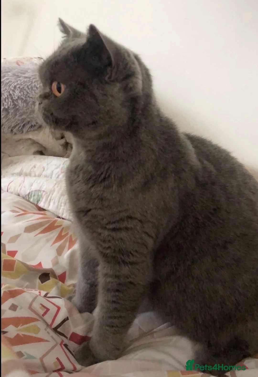 British Shorthair cats for sale: British Shorthair Kitten - Advert 13