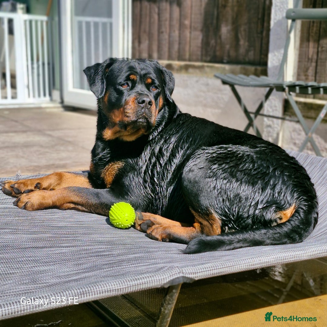 Rottweiler dogs for sale: QUALITY FEMALES AVALIBLE NOW (all sold)   - Advert 39