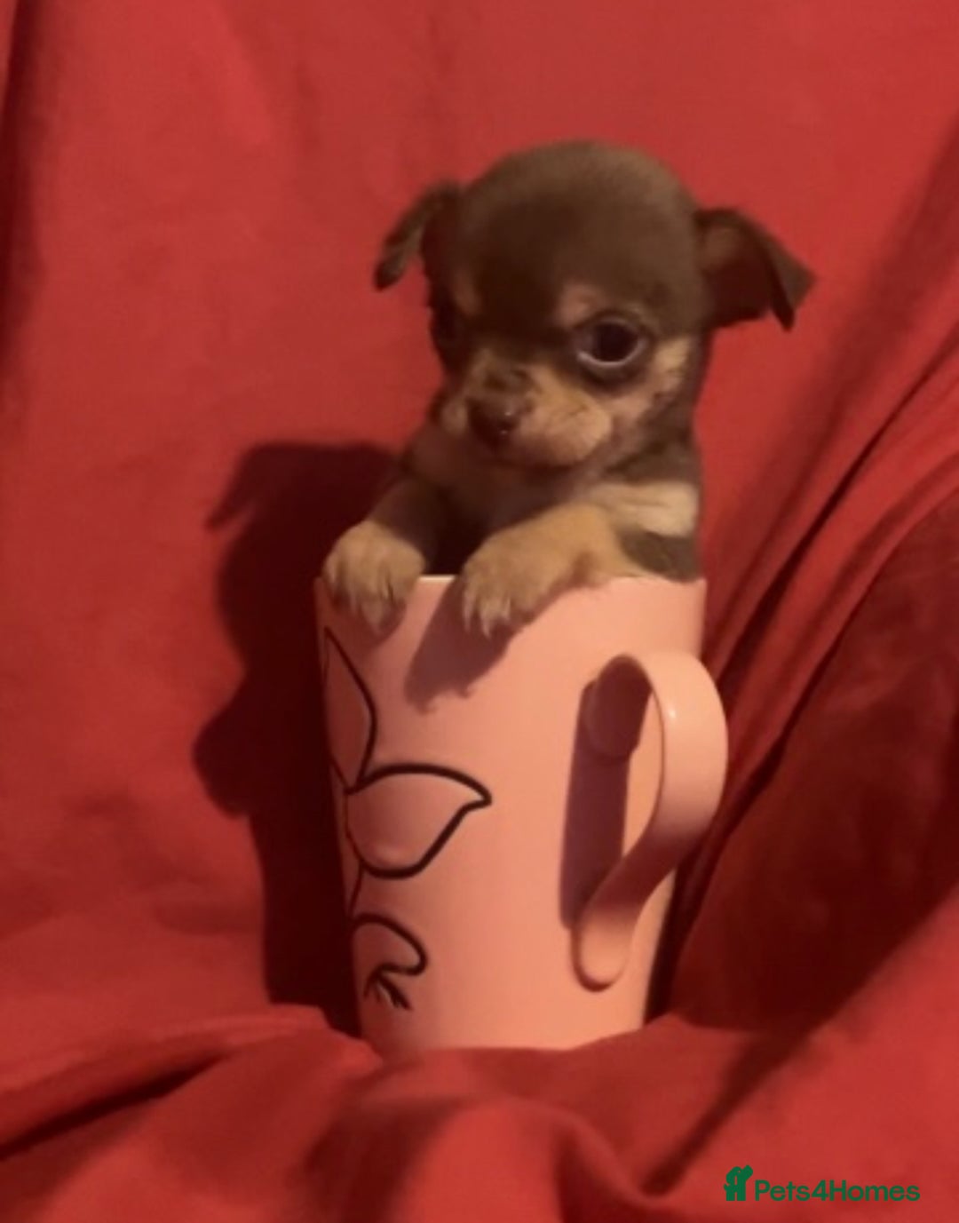 Chihuahua dogs for sale: Chihuahua puppies  - Image 7