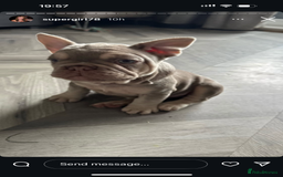 French Bulldog dogs for stud: Stunning Isabella & Tan boy fluffy L4 for Stud in Dundee - Image 18
