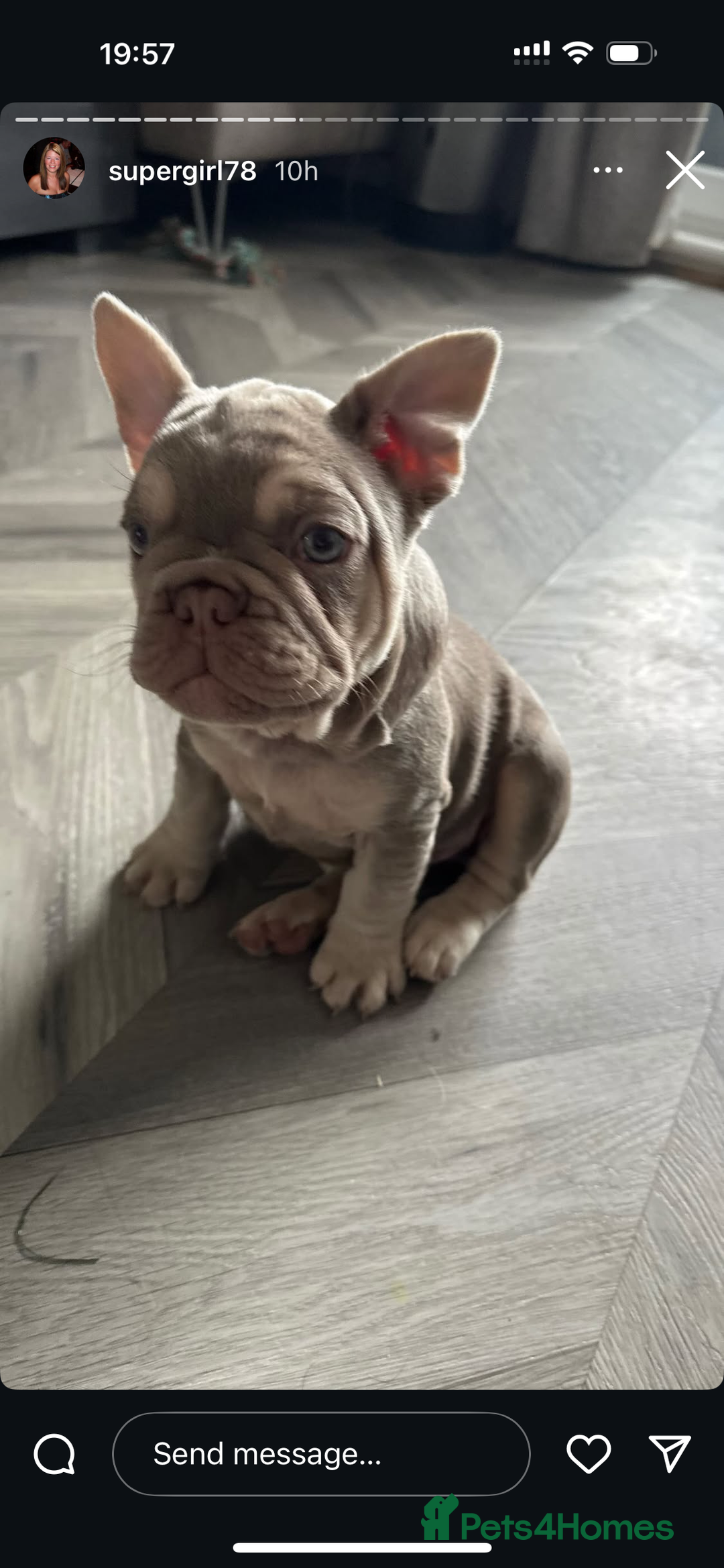 French Bulldog dogs for stud: Stunning Isabella & Tan boy fluffy L4 for Stud in Dundee - Image 18