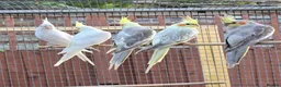 Cockatiels birds for sale: Hand reared cockatiels - Advert 3