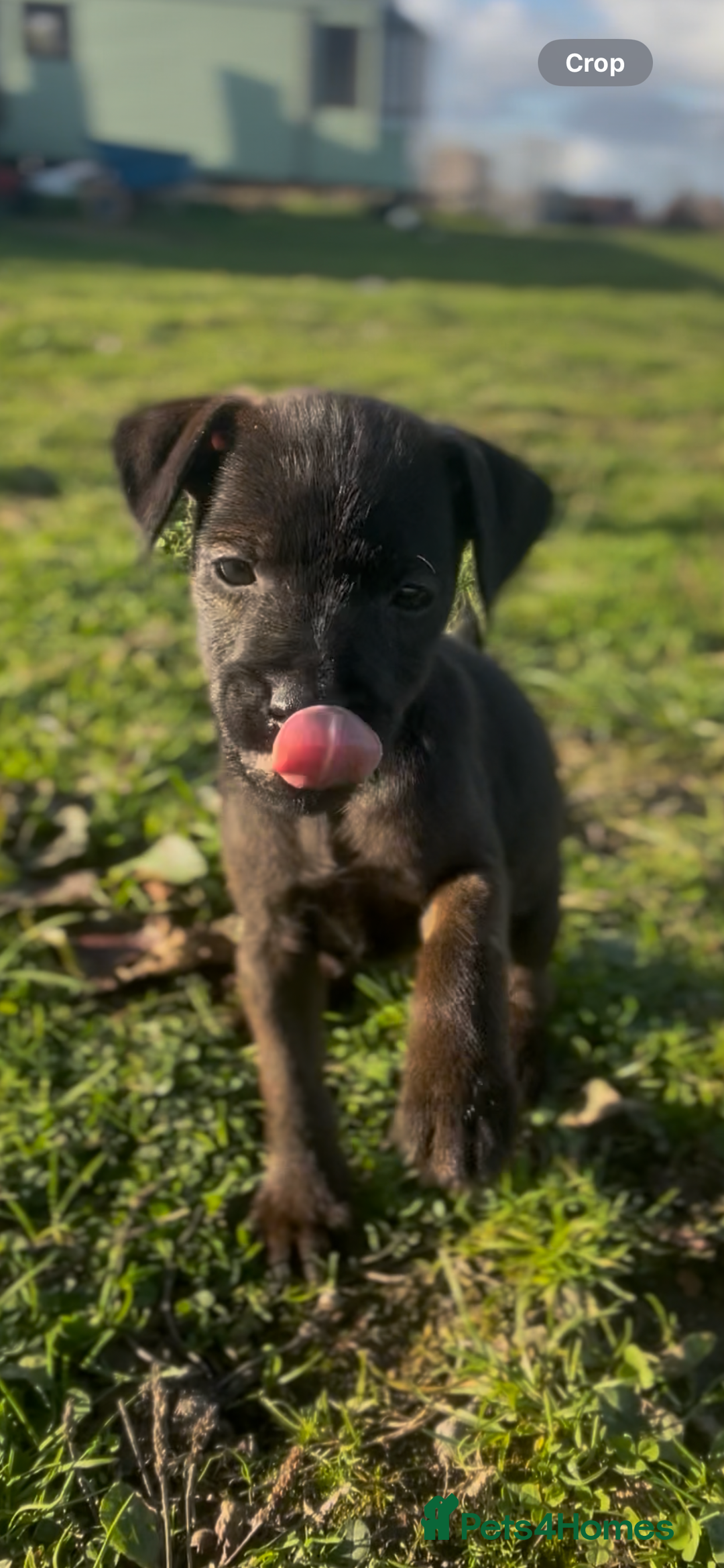 Mixed Breed dogs for sale: Patterdale x Lakeland terrier pups 2 left - Advert 5
