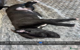 Whippet dogs for sale: 3 Whippets available from 10/09/25 - Image 11